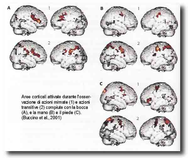 neuroni specchio
